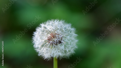 Taraxacum officinale  common dandelion  is a herbaceous perennial flowering plant in the daisy family Asteraceae. 
