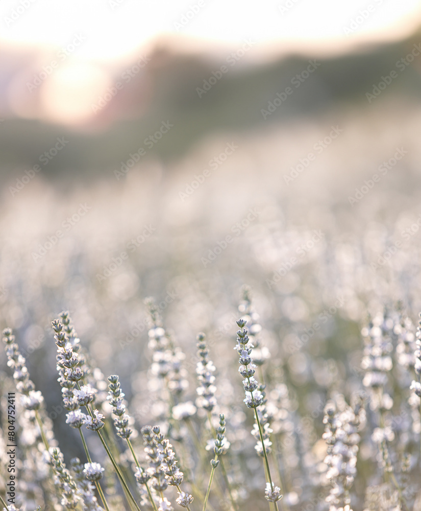 Sunset over a white lavender field in Provence, France. Sunset over a white lavender field in Provence, France.