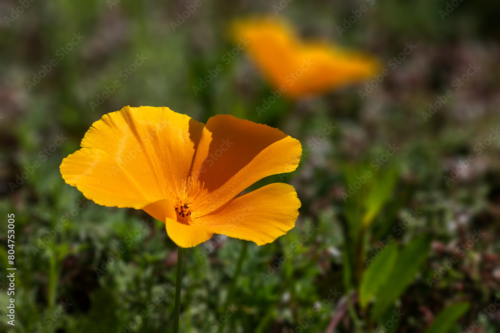 Close up of a beautiful California poppy bloom Close up of a beautiful California poppy bloom