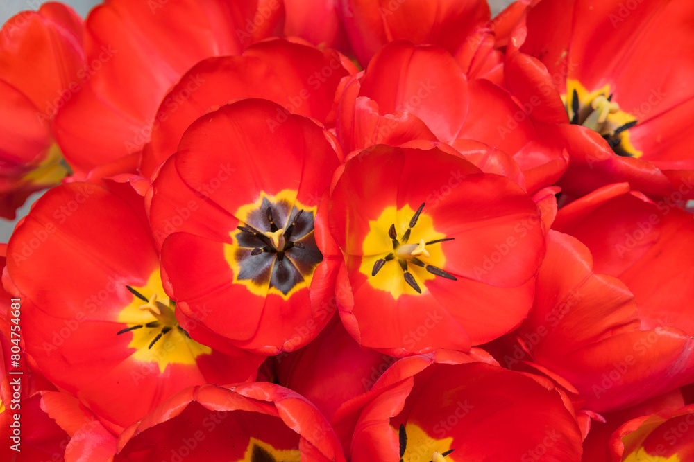 A stunning red groundcover flower with a vibrant yellow center