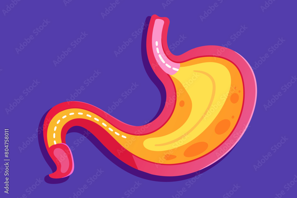 stomach vector illustration stomach vector illustration