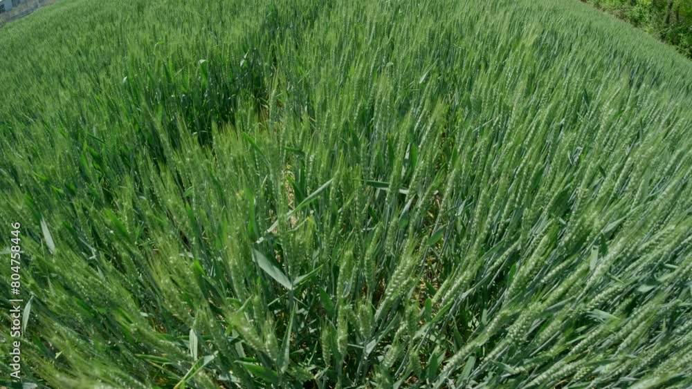 Tranquil green rural wheat fields in Shandong, China, with plants Tranquil green rural wheat fields in Shandong, China, with plants