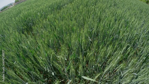 Tranquil green rural wheat fields in Shandong, China, with plants photo