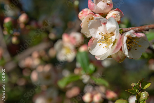 close-up of pink Chaenomeles blossoms in hard sunlight in the park early evening in spring
