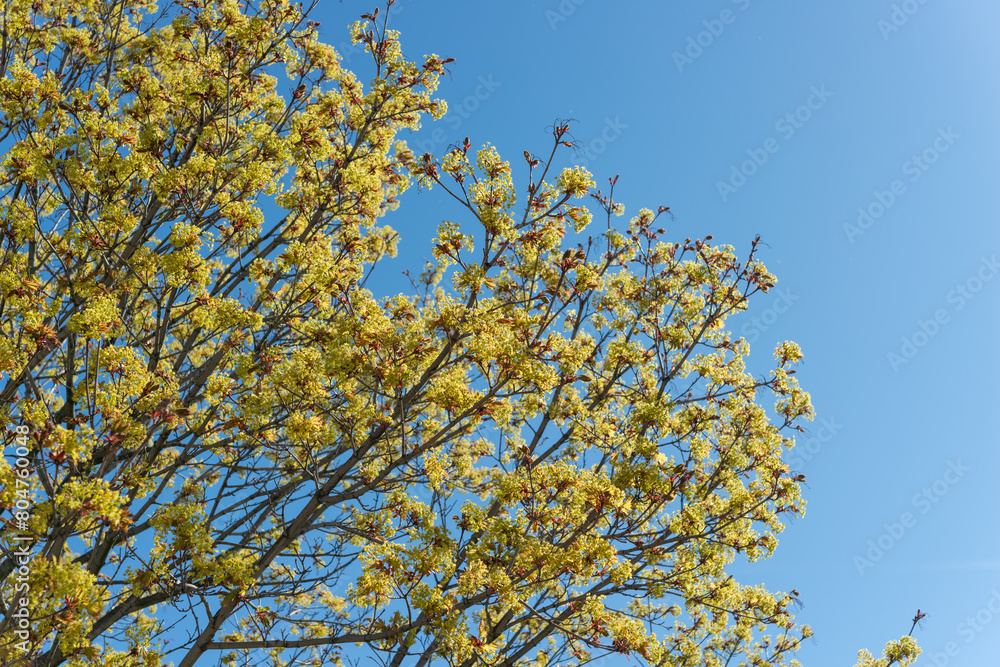 maple leaf inflorescences or flower clusters on a blue sky in spring maple leaf inflorescences or flower clusters on a blue sky in spring