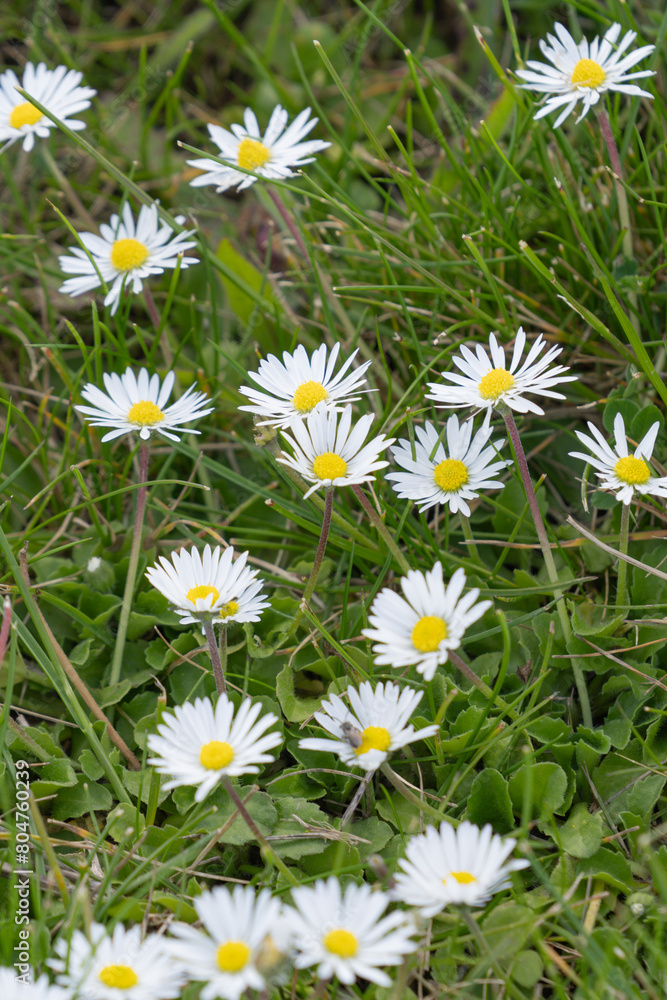 Fototapeta premium Daisy Delight Close-Up of White Petals in Nature