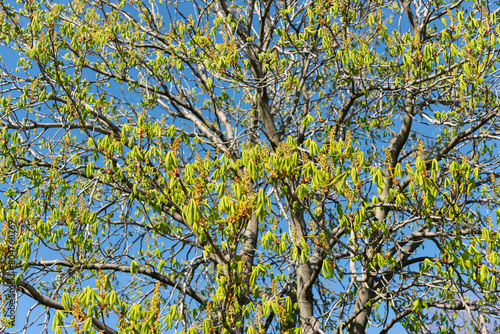 Aesculus hippocastanum or horse chestnut with new growth leaves and flower buds on a blue sky in spring