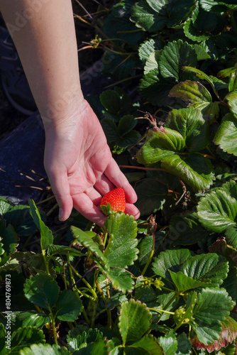 Hand holding a red strawberry still on a strawberry plant