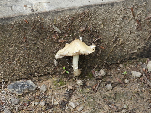 A small comb grows near the concrete slab