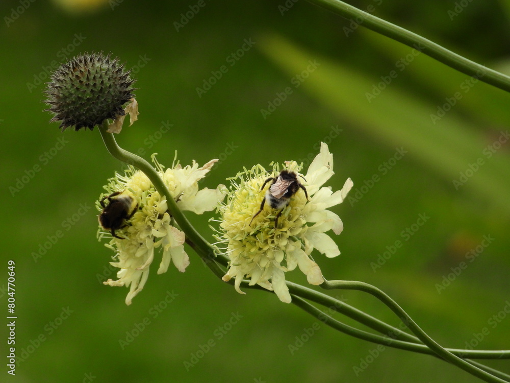 Fototapeta premium Very light yellow flowers on long stems with a blurred background