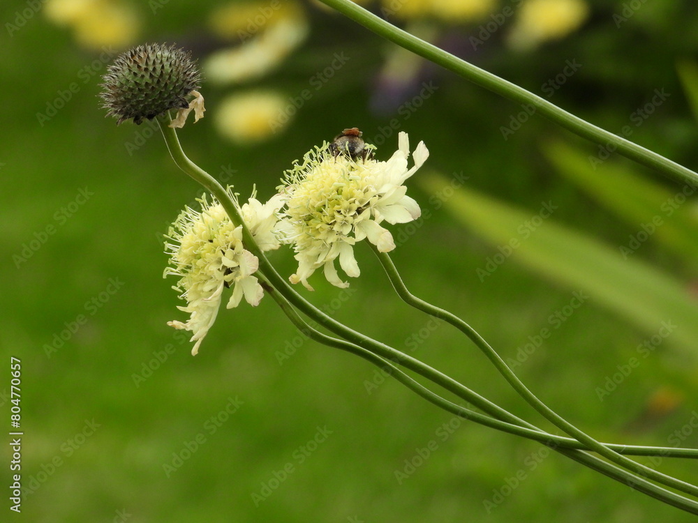 Very light yellow flowers on long stems with a blurred background