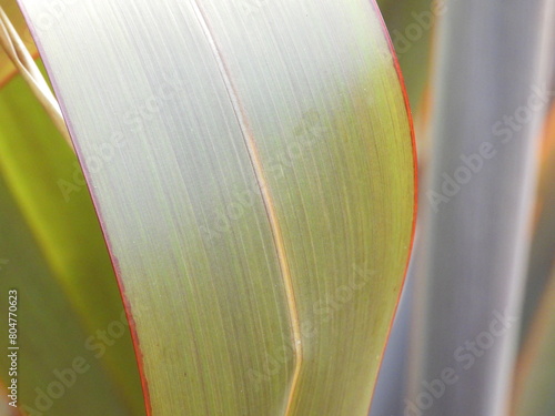 Close-up of bent oblong leaves photo