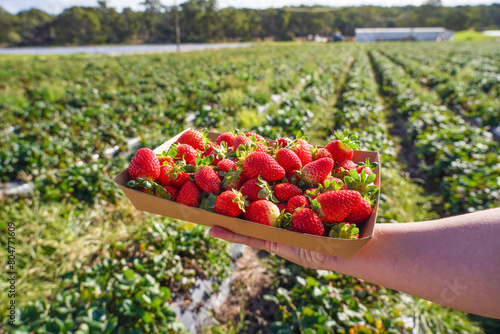 Hand holding a punnet of fresh strawberries over a field photo