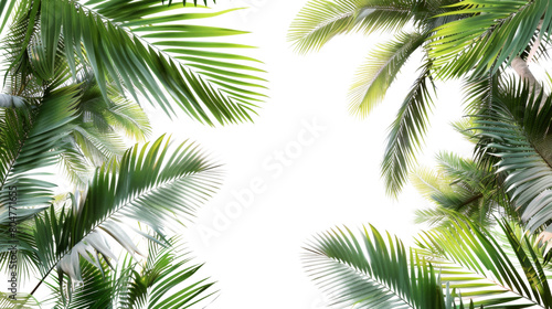 tropical coconut palm leaves tree for summer background on white png file transparent
