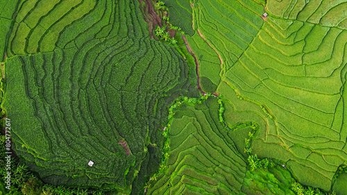Top view or aerial shot of fresh green and yellow rice fields. Drone view of countryside. 