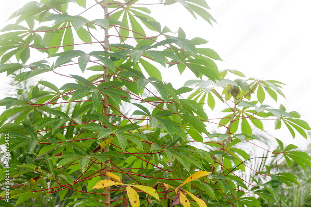 Obraz premium photography of cassava plants with sky background