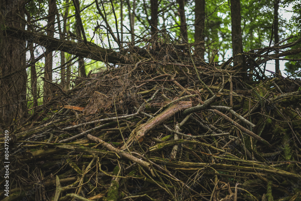 Pile of wood and trees Pile of wood and trees