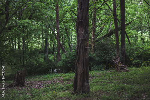 trees in the forest