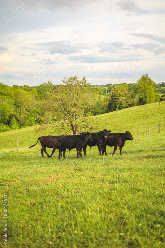 Wallpaper Mural cows in a field Torontodigital.ca