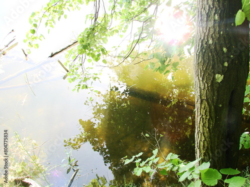Przyroda w parku - krajobraz nad wodą photo