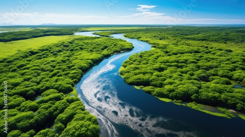 Lush green mangrove forest and winding river
