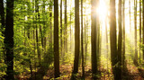 Green forest nature landscape with beautiful bright sunlight and shining sun rays through the trees