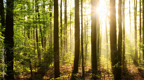 Green forest nature landscape with beautiful bright sunlight and shining sun rays through the trees © IrisImages