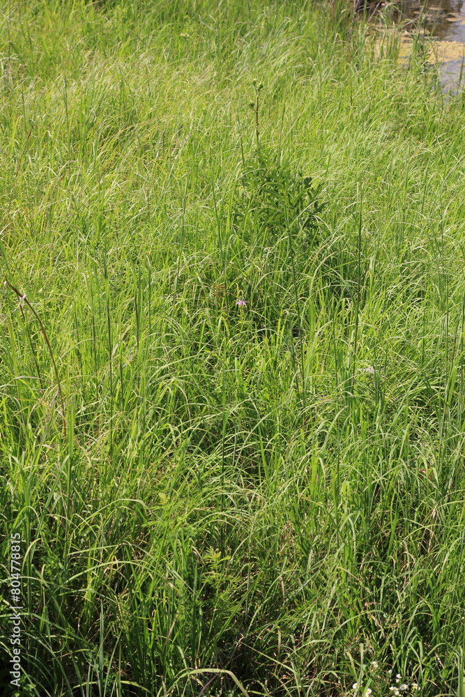 green grass background green grass background