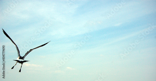 bird flying in the sky