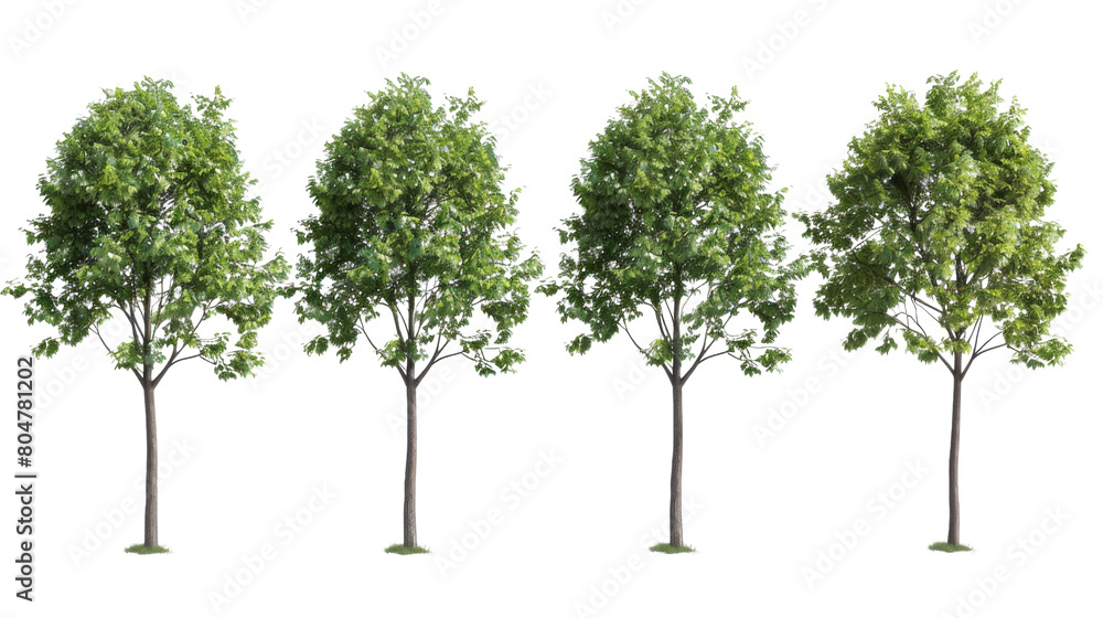 Set of few middle summer street young trees isolated png on a white background perfectly cutout Set of few middle summer street young trees isolated png on a white background perfectly cutout