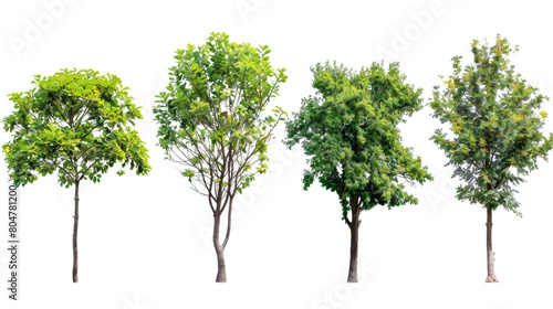 Set of few middle summer street young trees isolated png on a white background perfectly cutout
