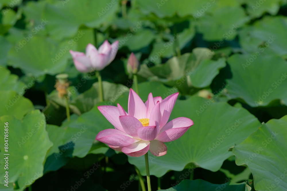 pink lotus in full blooming, Fujiwara-kyo,Nara,Japan pink lotus in full blooming, Fujiwara-kyo,Nara,Japan