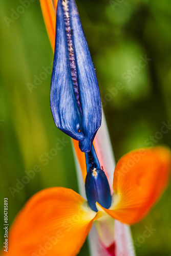 beautiful red flower, tropical flower. rostrata, Hanging Claw Lobster or False Bird of Paradise. Plant, they are a source of nectar for birds and insects. photo