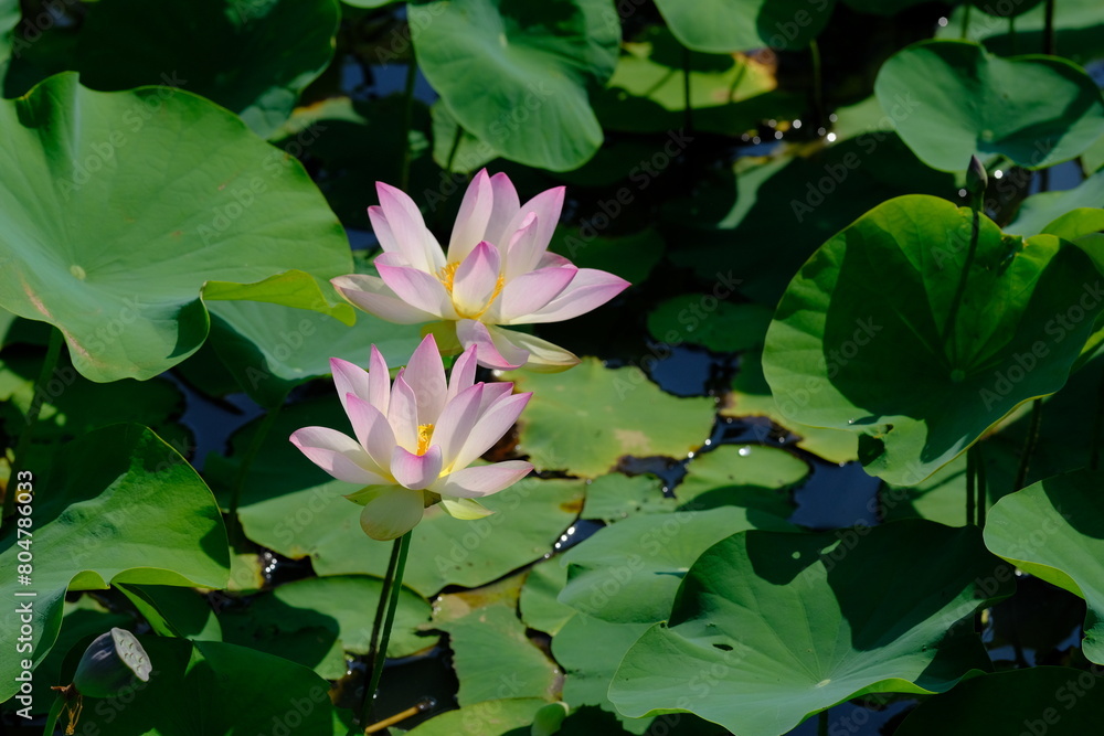 pink lotus in full blooming, Fujiwara-kyo,Nara,Japan pink lotus in full blooming, Fujiwara-kyo,Nara,Japan