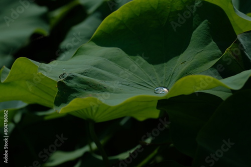 water drop on lotus leaf