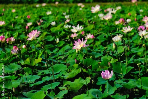 pink lotus in full blooming  Fujiwara-kyo-ato Nara Japan