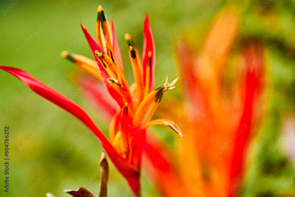 beautiful red flower, tropical flower. rostrata, Hanging Claw Lobster or False Bird of Paradise. Plant, they are a source of nectar for birds and insects. beautiful red flower, tropical flower. rostrata, Hanging Claw Lobster or False Bird of Paradise. Plant, they are a source of nectar for birds and insects.