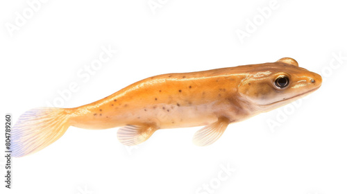 This is a photo of a fish. It has a long, slender body and a large head. Its coloration is light brown.