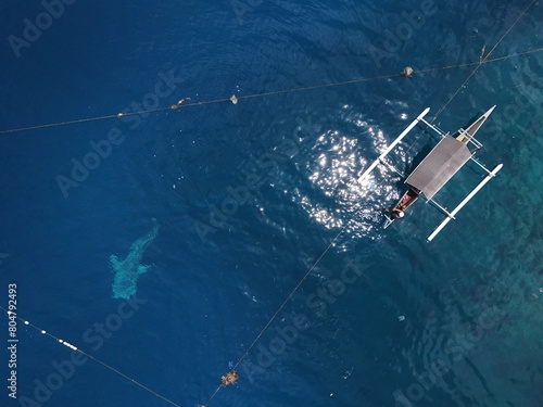 whale shark (Rhincodon typus) approaching a boat seen from a drone, Aerial view from the drone. photo