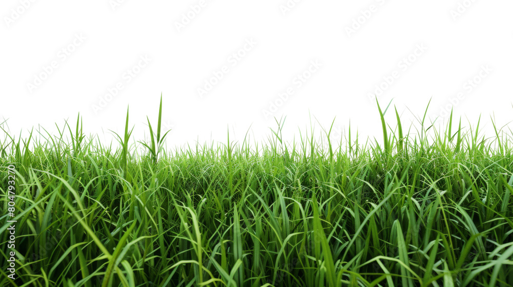 Green grass field on white background png transparen Green grass field on white background png transparen