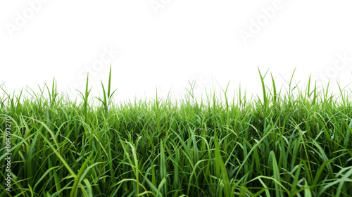 Green grass field on white background png transparen