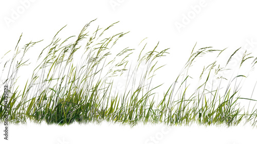 grass line 2 fresh   white background  png transparent 