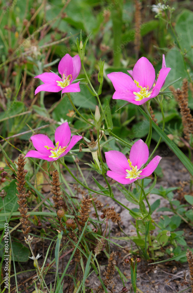 Meadow pink (Sabatia campestris) also known as Texas Star, Prairie Rose-gentian in April, Brazos Bend State Park, Texas, USA Meadow pink (Sabatia campestris) also known as Texas Star, Prairie Rose-gentian in April, Brazos Bend State Park, Texas, USA