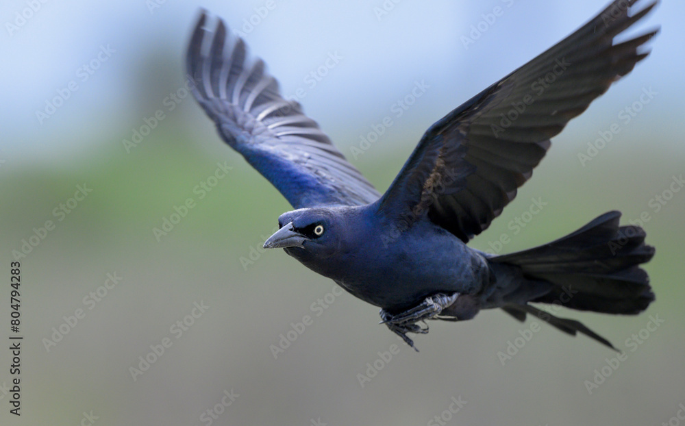 Great-tailed grackle (Quiscalus mexicanus) male flying, Galveston, Texas, USA. Great-tailed grackle (Quiscalus mexicanus) male flying, Galveston, Texas, USA.