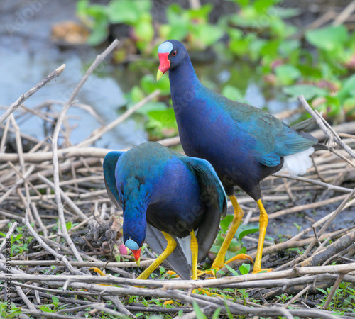 A couple of purple gallinules (Porphyrio martinica) mating, Brazos Bend State Park, Texas, USA.