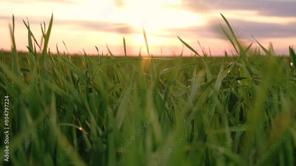 Movement at green grass wheat field organic plant natural countryside plantation at sunset POV shot