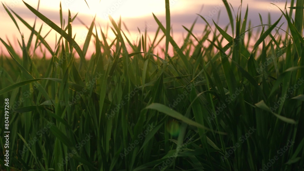 Organic green grass natural field leaves agriculture harvest plantation at sunset tracking shot