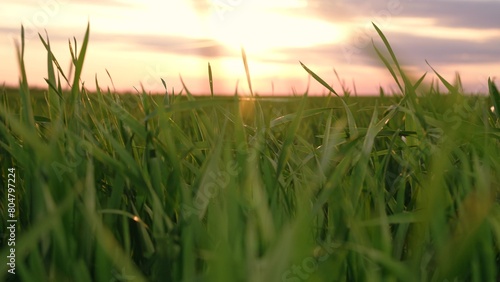 Movement at green grass wheat field organic plant natural countryside plantation at sunset POV shot
