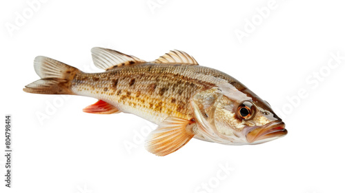 Fish on white background, png transparent 
