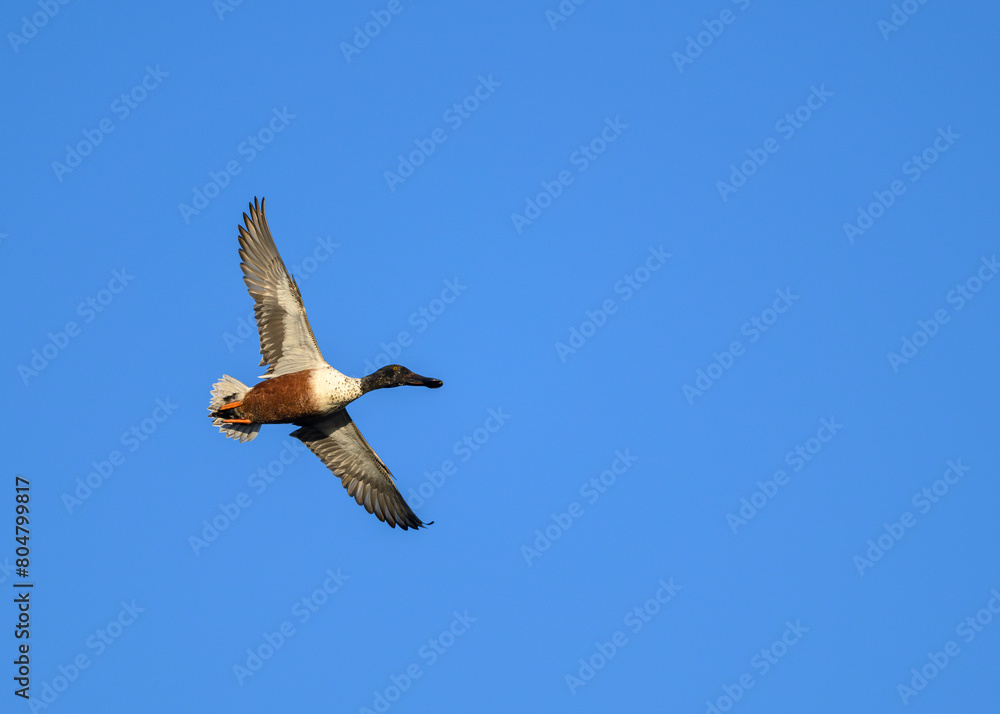Obraz premium duck in flight